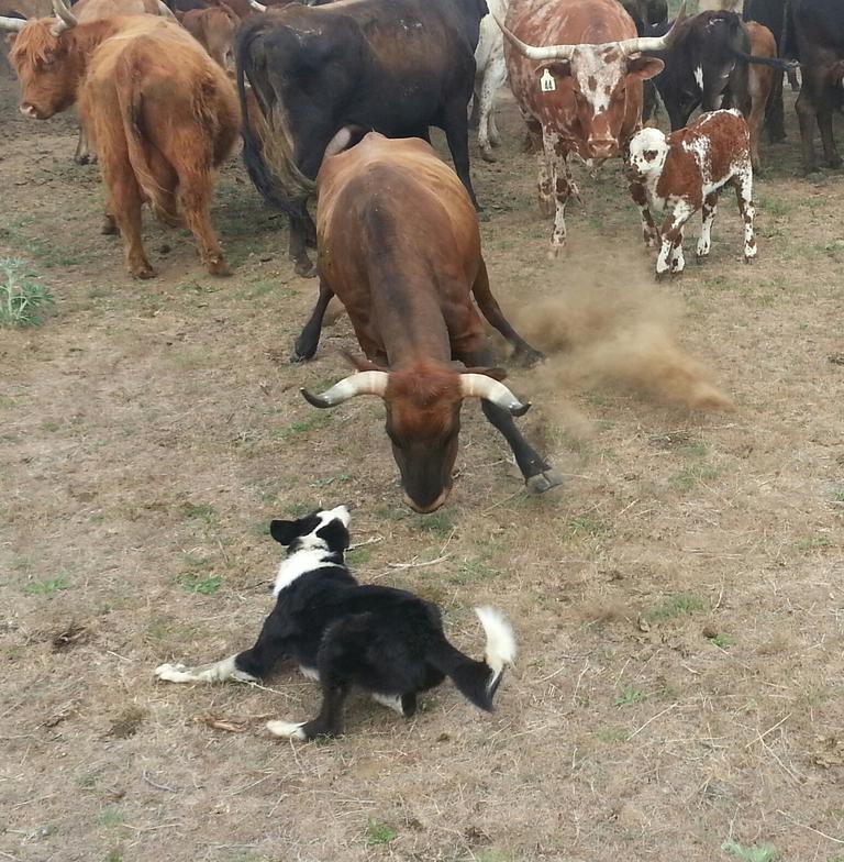 stock dogs working cattle